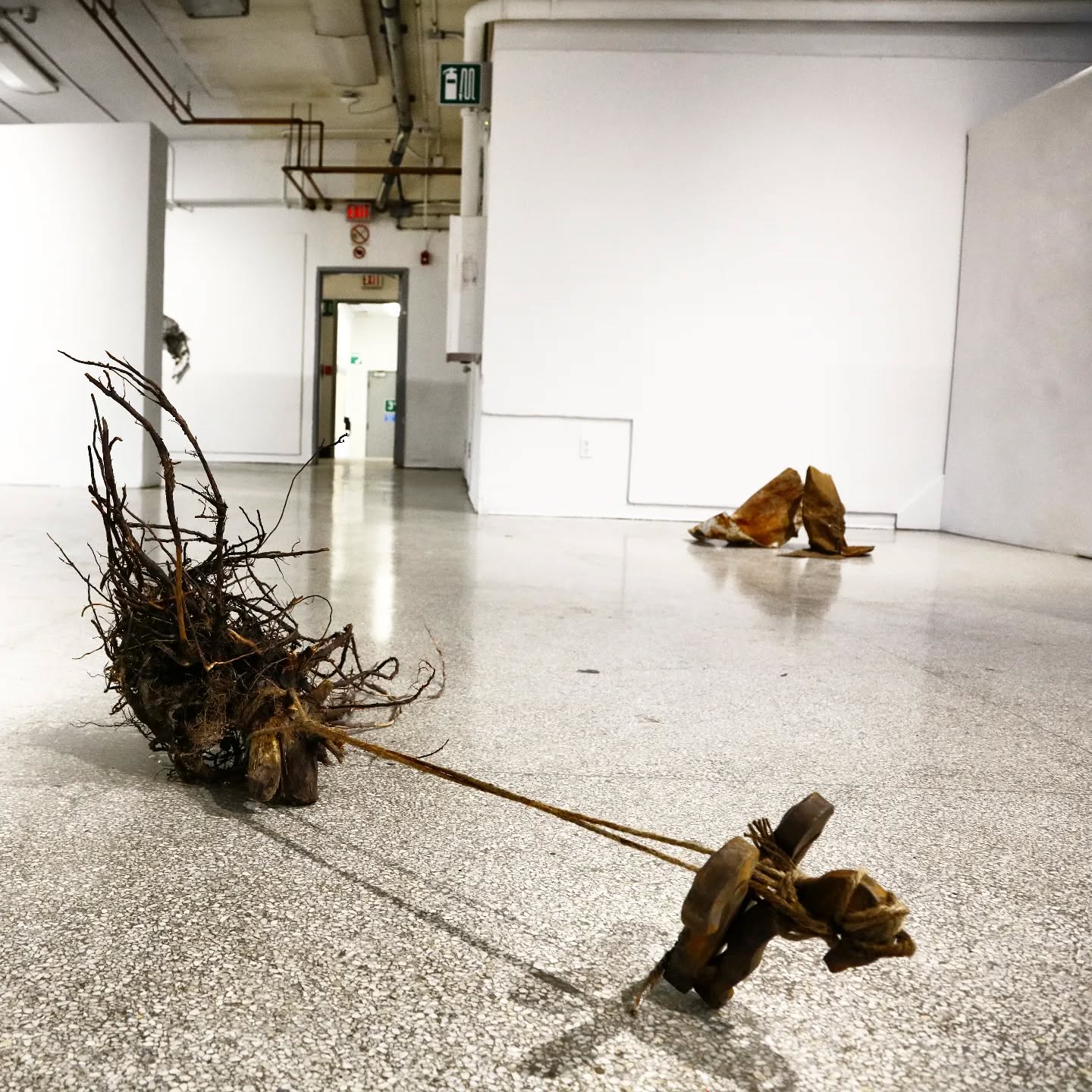 Root Pull by Sarah Patricia Hughes, 2025